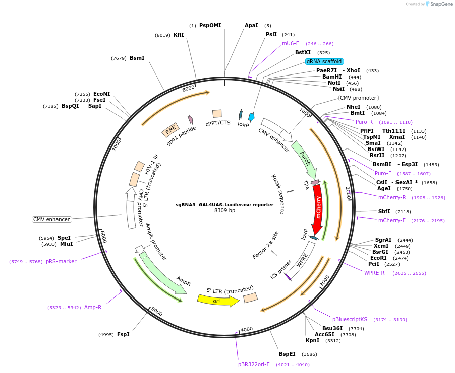 64159-plasmid-map-sequence-id-107444