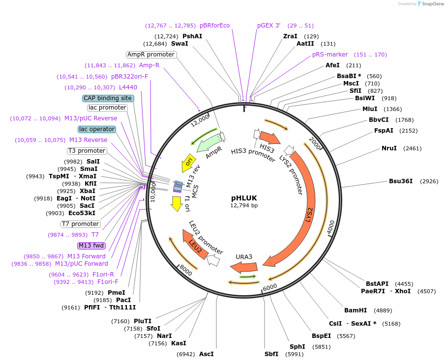 64181-plasmid-map-sequence-id-107464