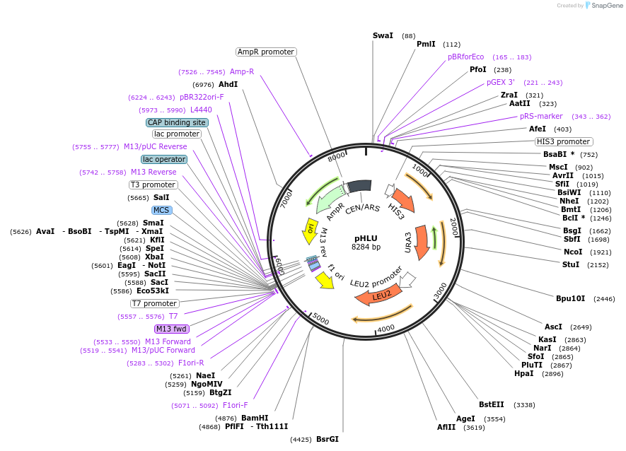 64167-plasmid-map-sequence-id-107475