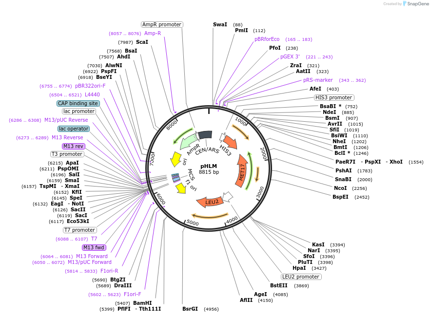 64168-plasmid-map-sequence-id-107476
