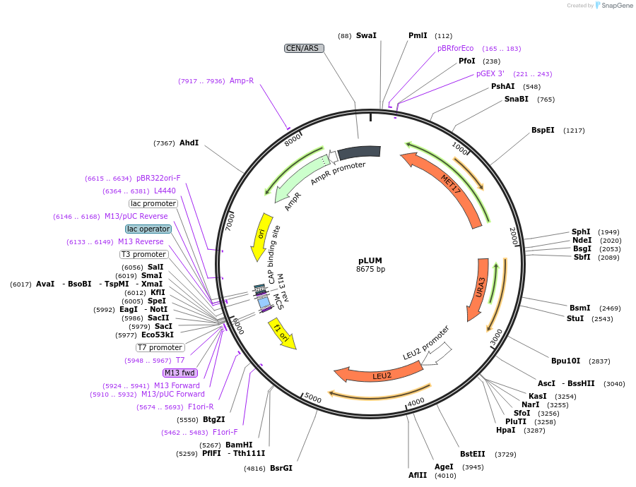 64169-plasmid-map-sequence-id-107478