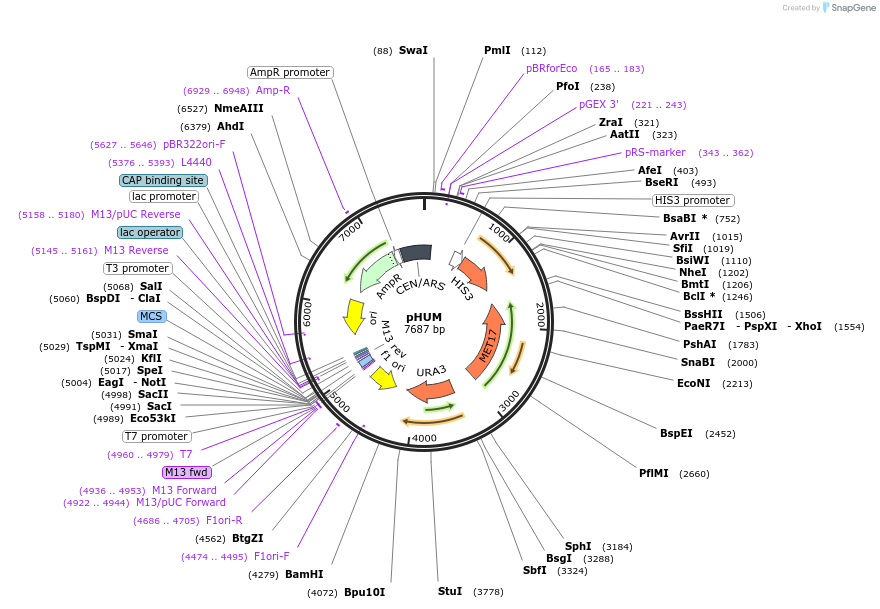 64170-plasmid-map-sequence-id-107480