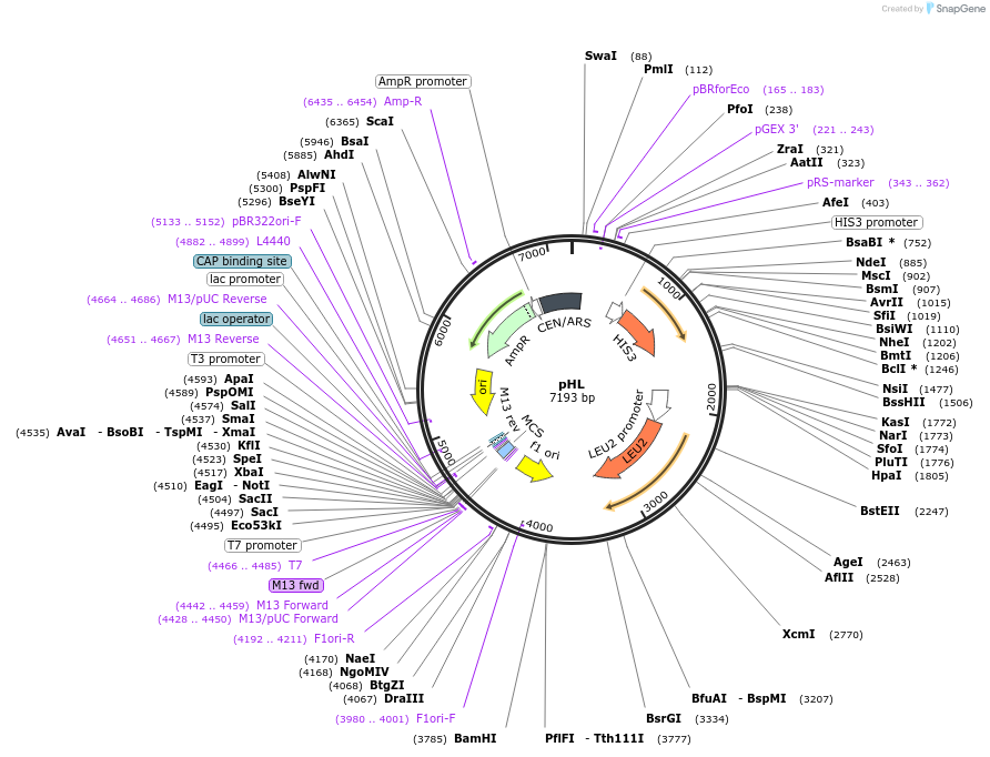 64171-plasmid-map-sequence-id-107483