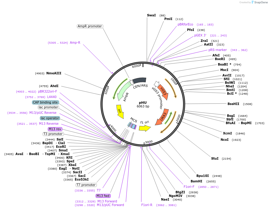 64172-plasmid-map-sequence-id-107484