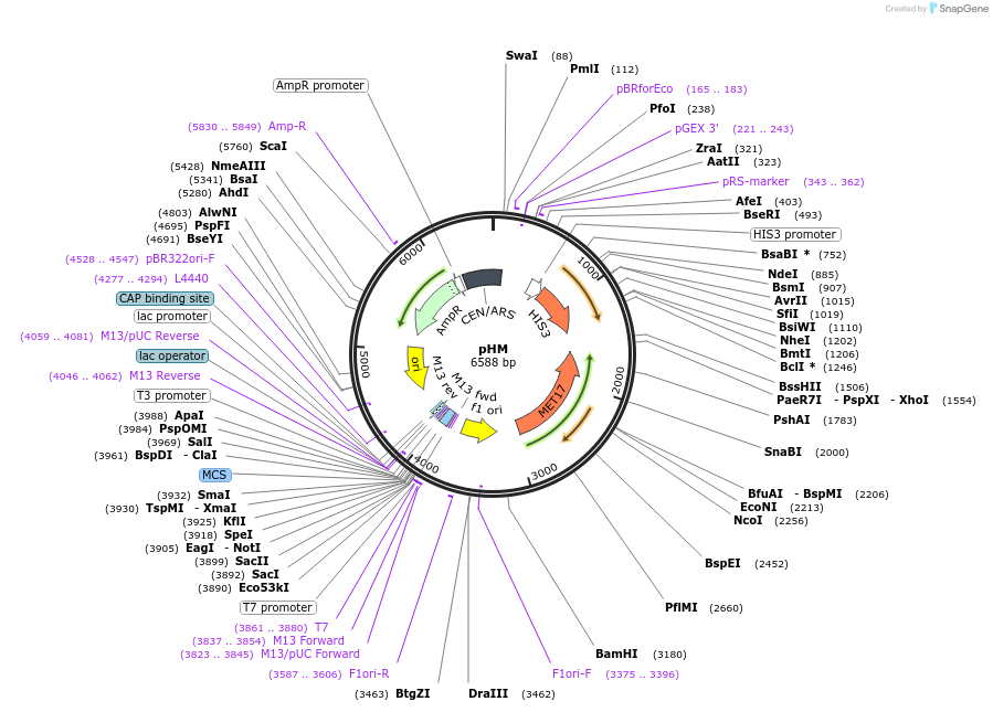 64173-plasmid-map-sequence-id-107486