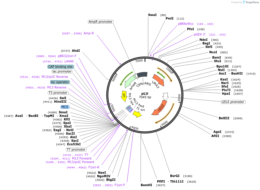 64174-plasmid-map-sequence-id-107489