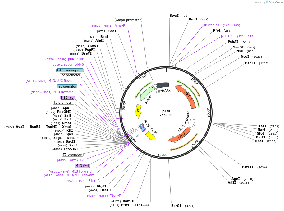64175-plasmid-map-sequence-id-107490