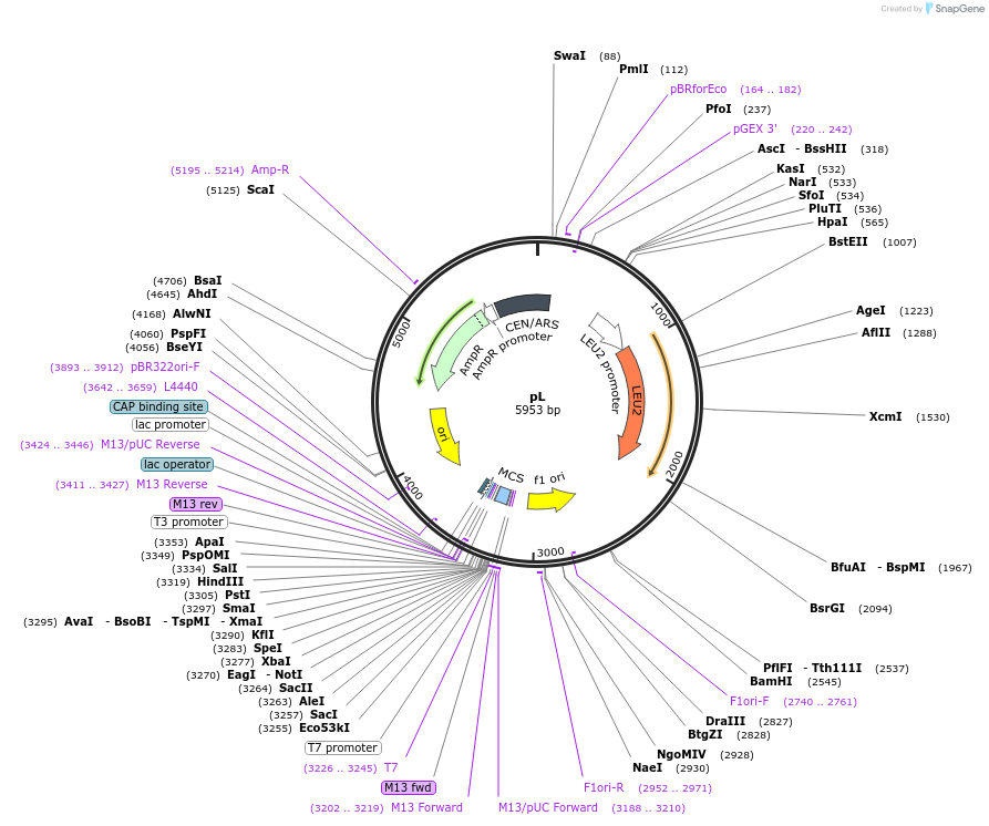 64177-plasmid-map-sequence-id-107491