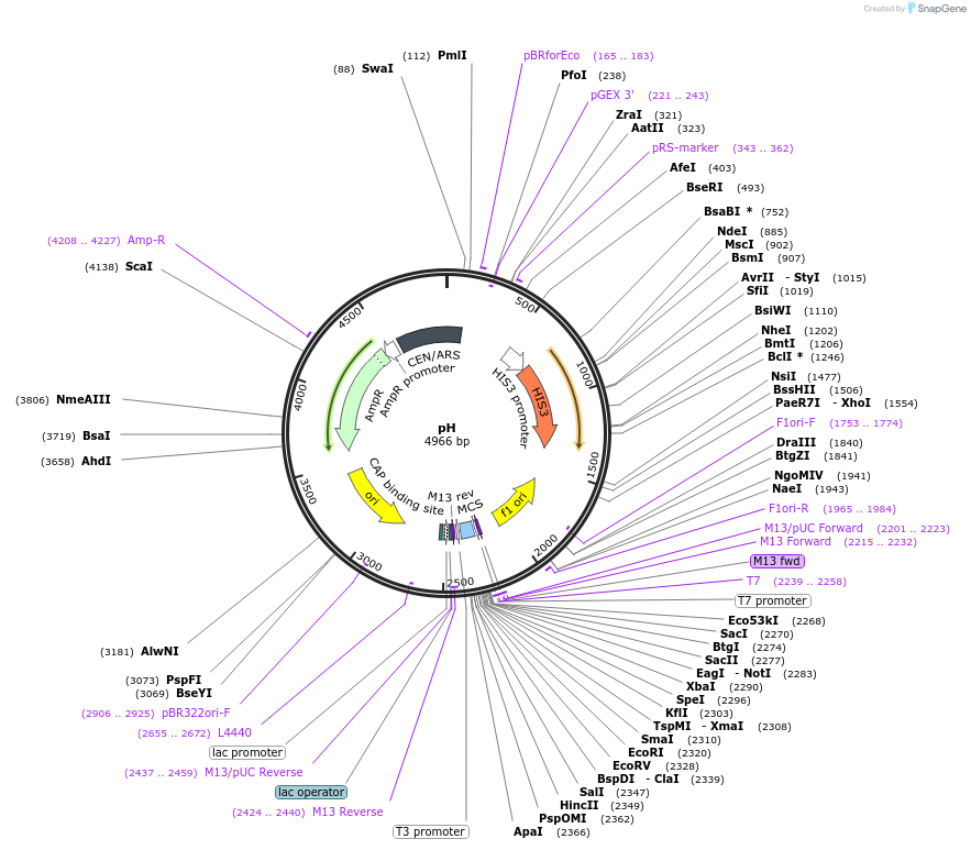64178-plasmid-map-sequence-id-107493
