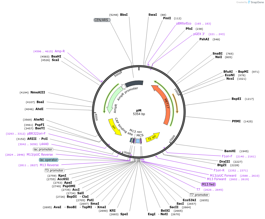 64179-plasmid-map-sequence-id-107494