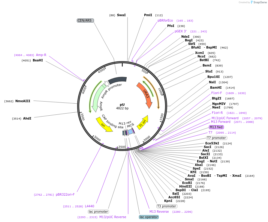 64180-plasmid-map-sequence-id-107495