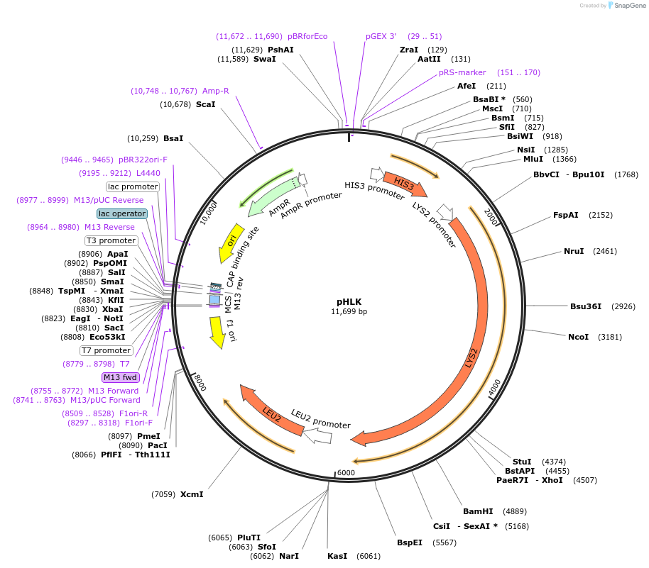 64182-plasmid-map-sequence-id-107498