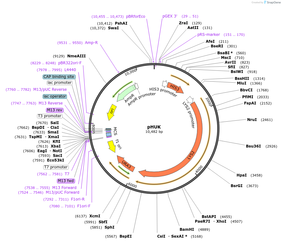 64183-plasmid-map-sequence-id-107499