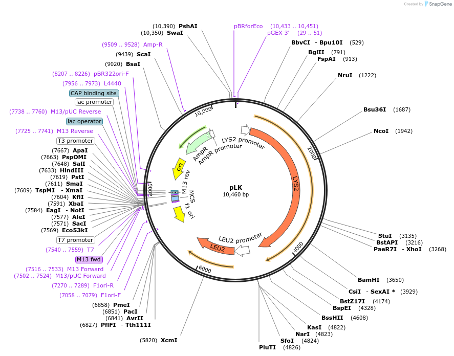 64186-plasmid-map-sequence-id-107502