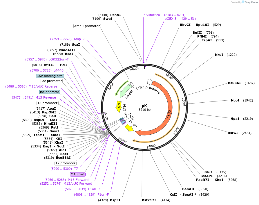 64188-plasmid-map-sequence-id-107507