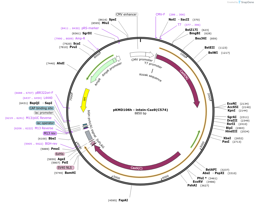 64191-plasmid-map-sequence-id-107550