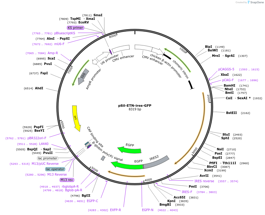 58831-plasmid-map-sequence-id-107587