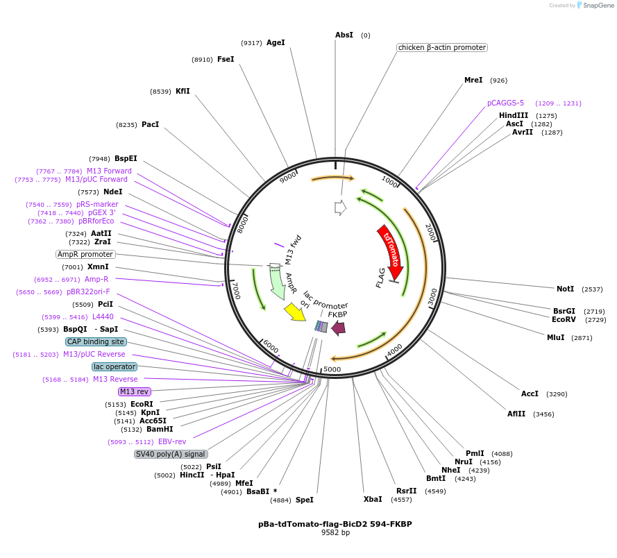 64205-plasmid-map-sequence-id-107603