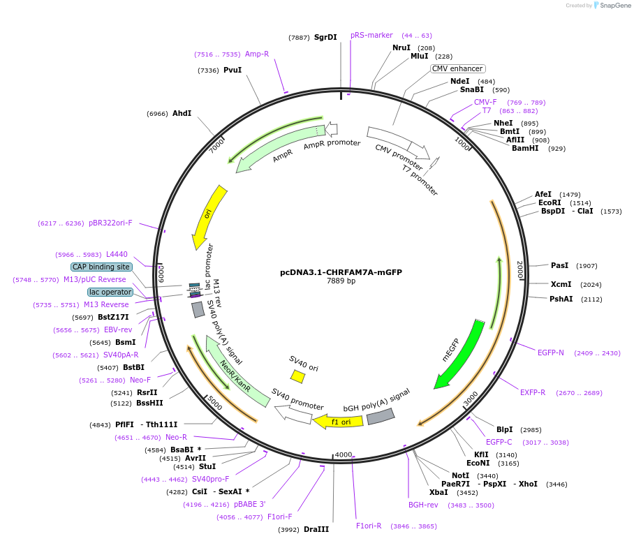 62633-plasmid-map-sequence-id-107617