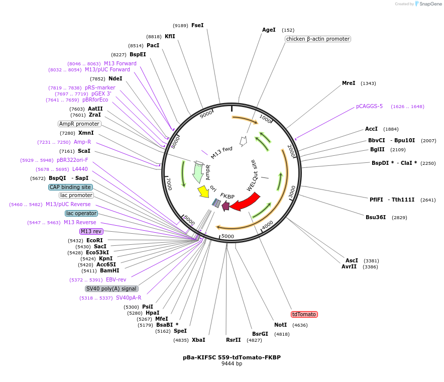 64211-plasmid-map-sequence-id-107628