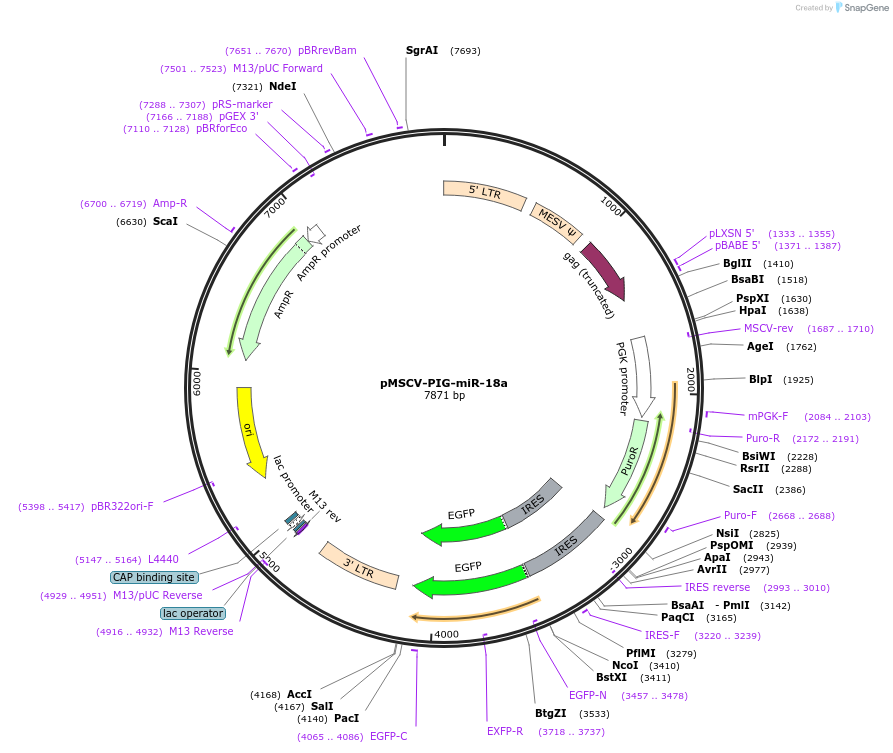 64228-plasmid-map-sequence-id-107681
