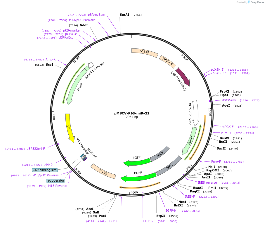 64229-plasmid-map-sequence-id-107682