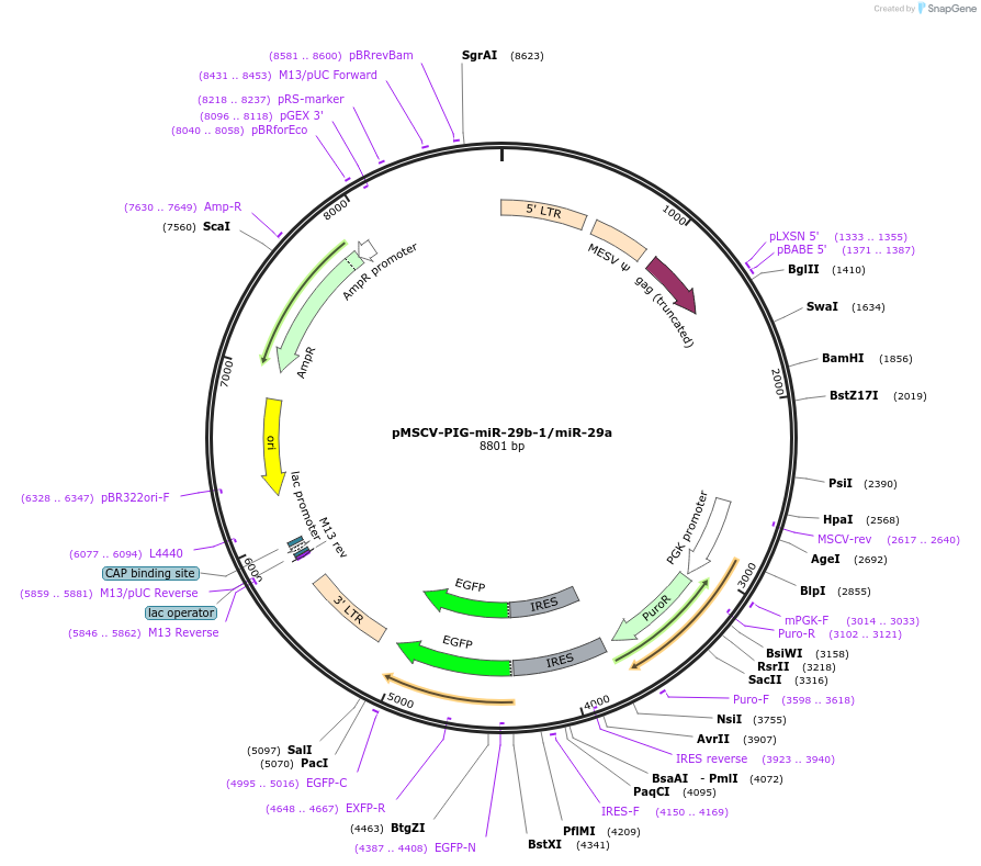 64231-plasmid-map-sequence-id-107684