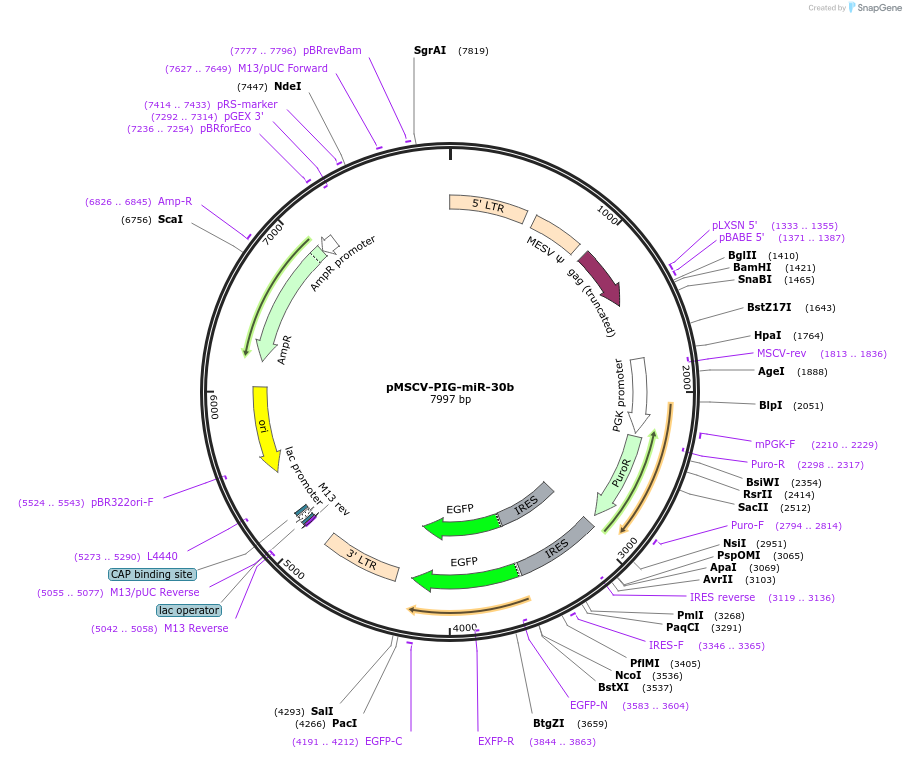 64232-plasmid-map-sequence-id-107685