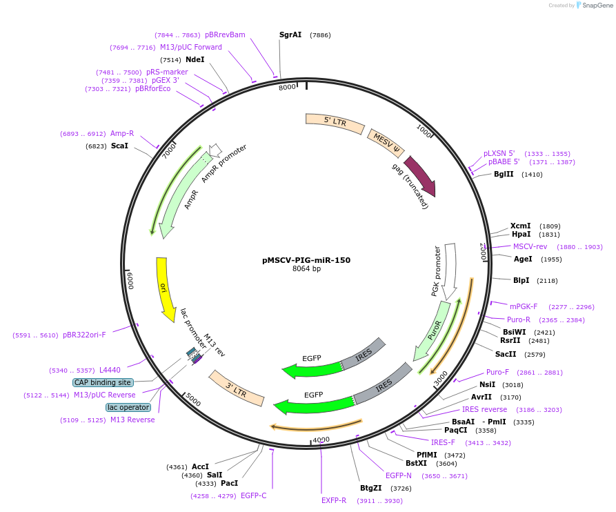 64235-plasmid-map-sequence-id-107688