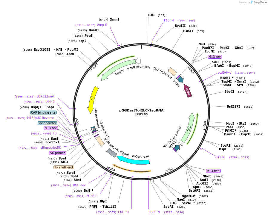 64239-plasmid-map-sequence-id-107698