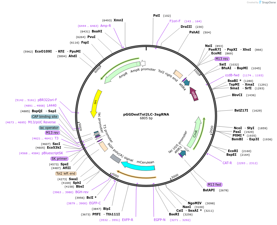 64241-plasmid-map-sequence-id-107700