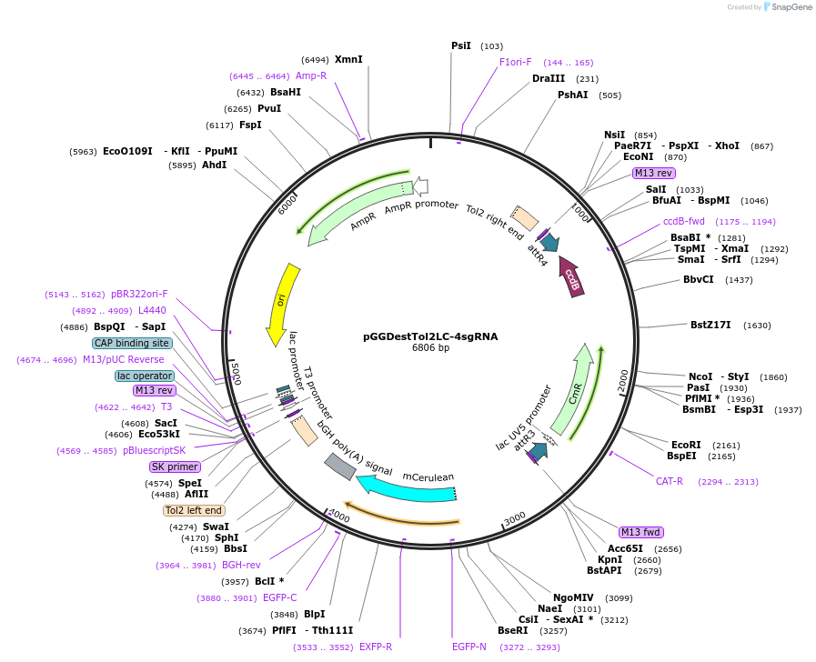 64242-plasmid-map-sequence-id-107701
