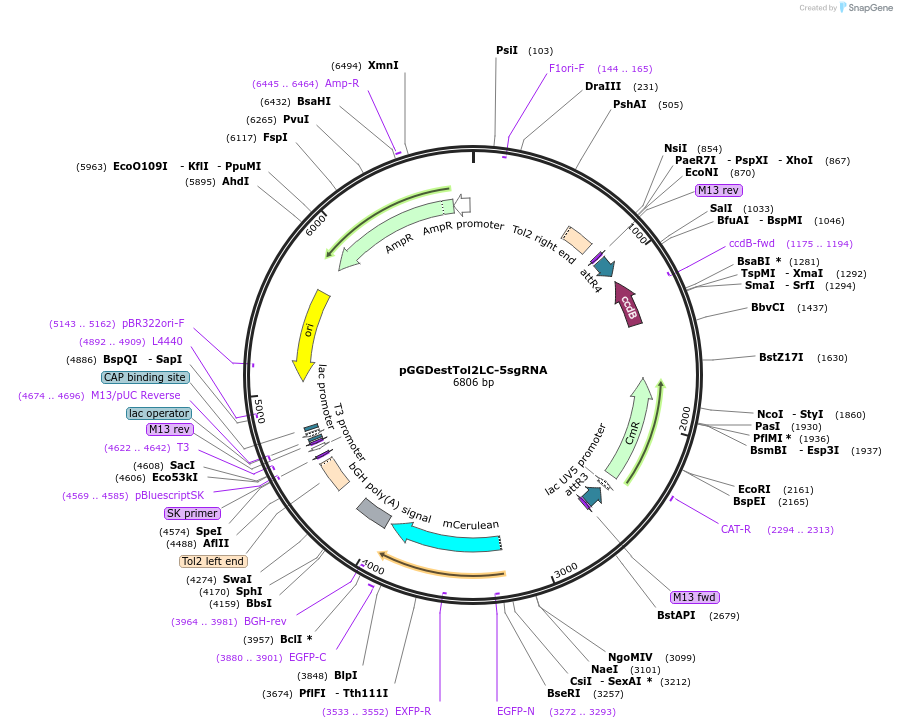 64243-plasmid-map-sequence-id-107702