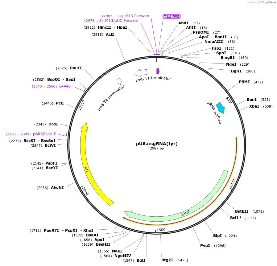 64250-plasmid-map-sequence-id-107709