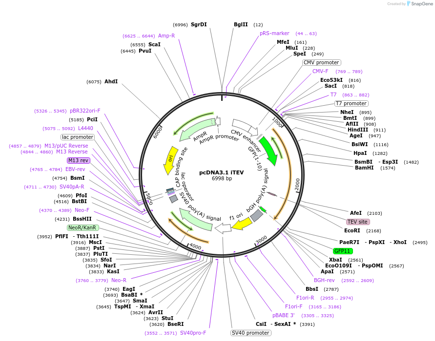 64277-plasmid-map-sequence-id-107780