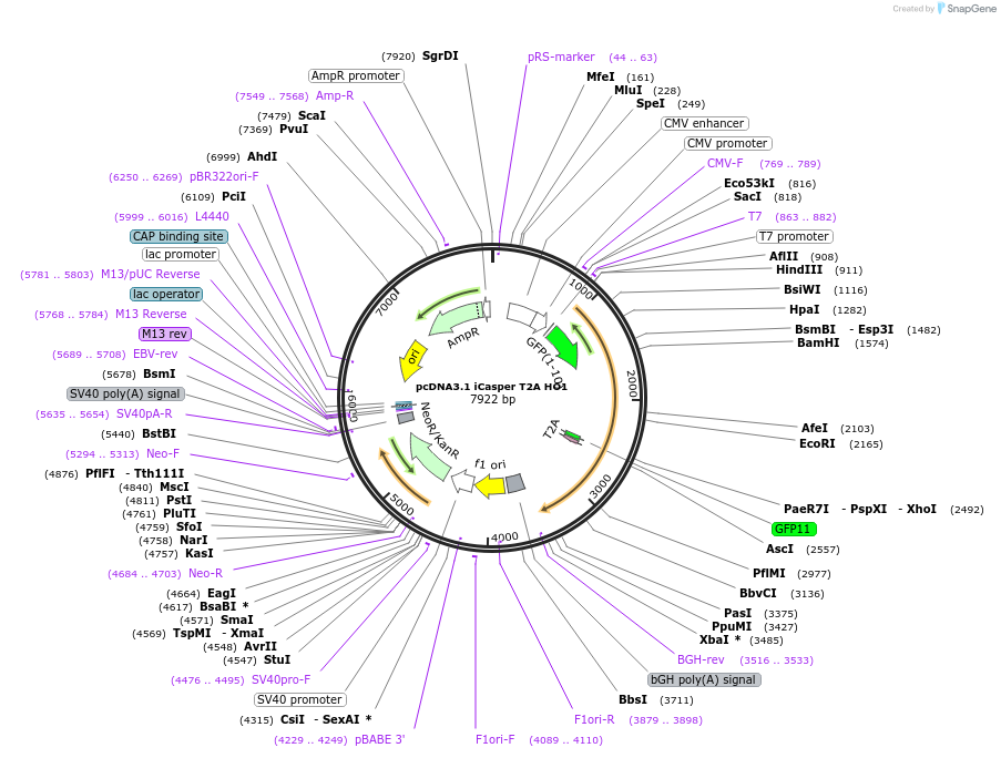 64278-plasmid-map-sequence-id-107782