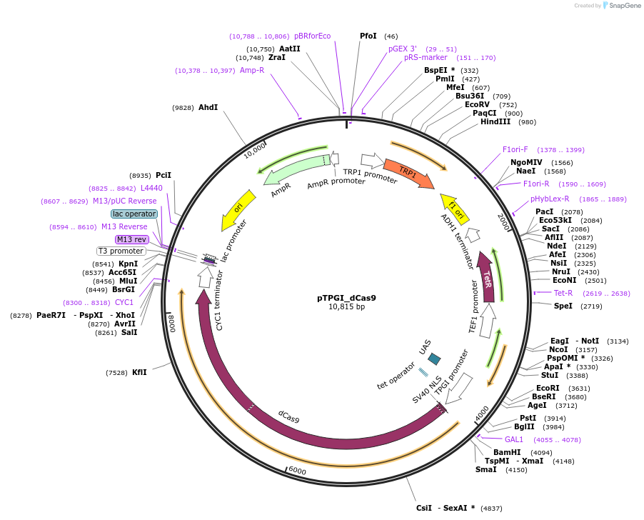 64279-plasmid-map-sequence-id-107786