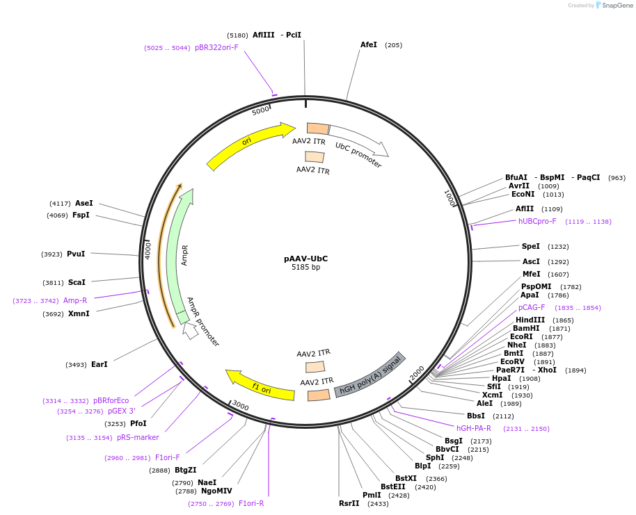 62806-plasmid-map-sequence-id-107808