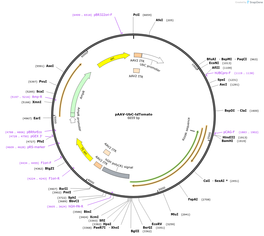 62516-plasmid-map-sequence-id-107809