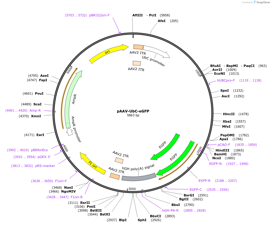 62518-plasmid-map-sequence-id-107811