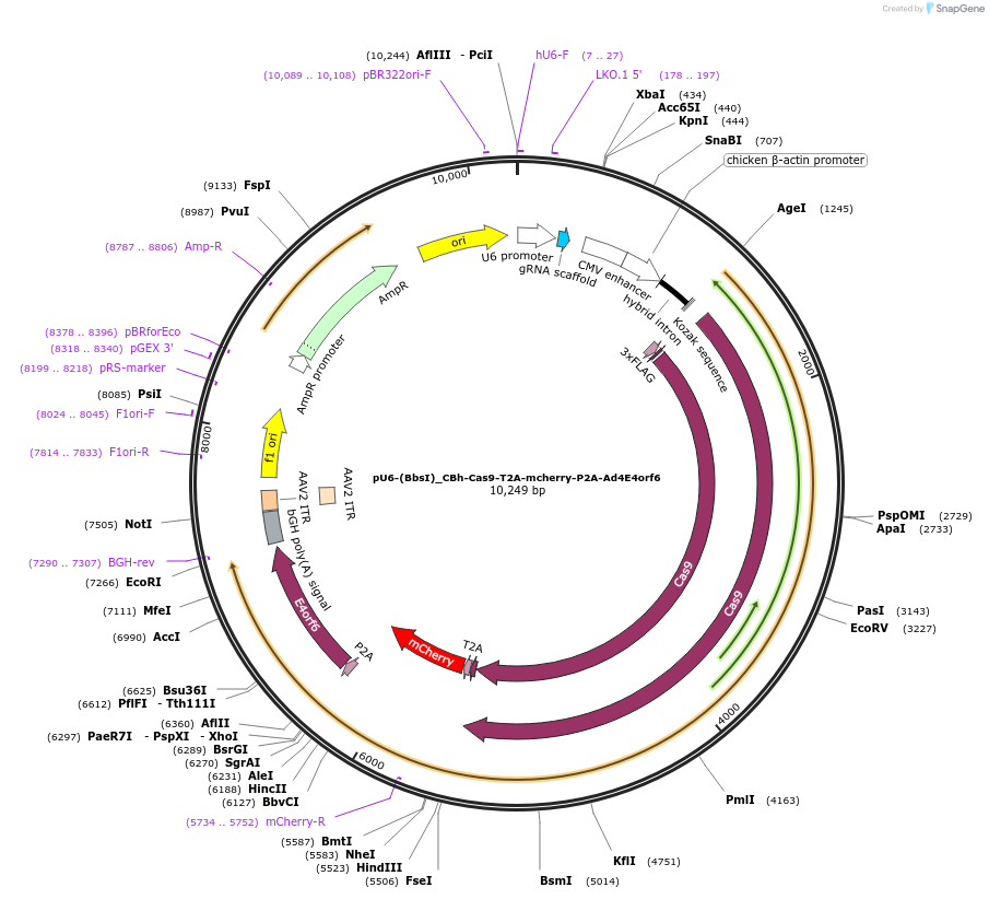 64222-plasmid-map-sequence-id-107958