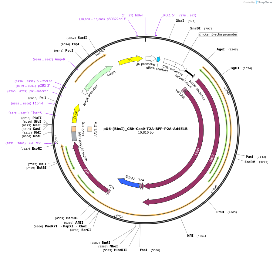 64218-plasmid-map-sequence-id-107961