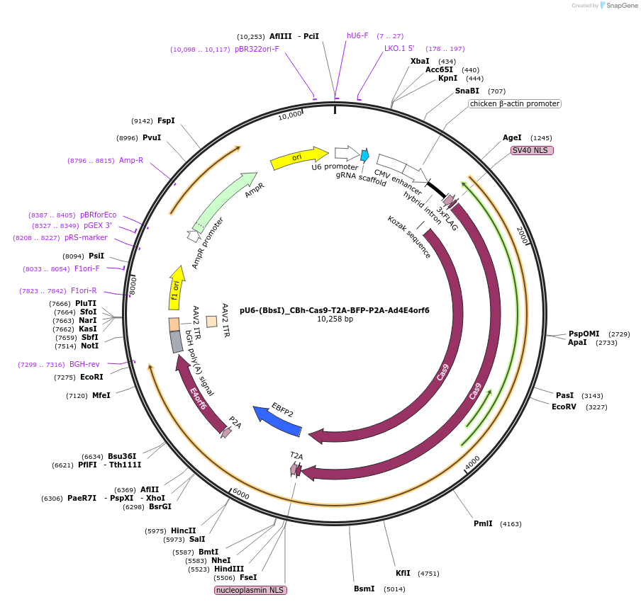 64220-plasmid-map-sequence-id-107962
