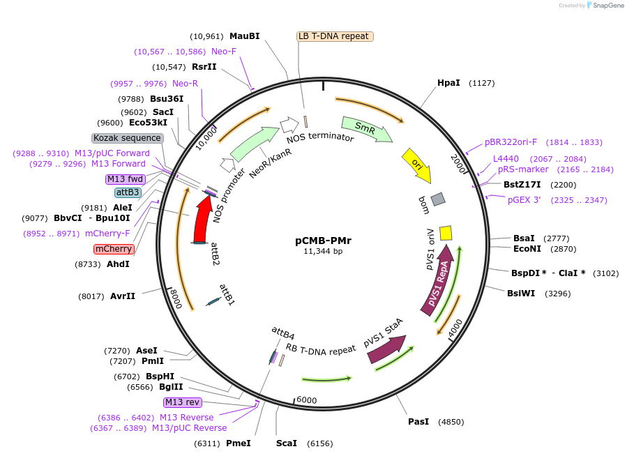 61181-plasmid-map-sequence-id-107985