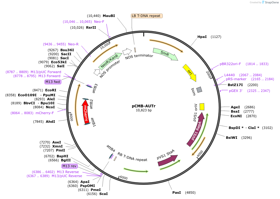 61205-plasmid-map-sequence-id-107987