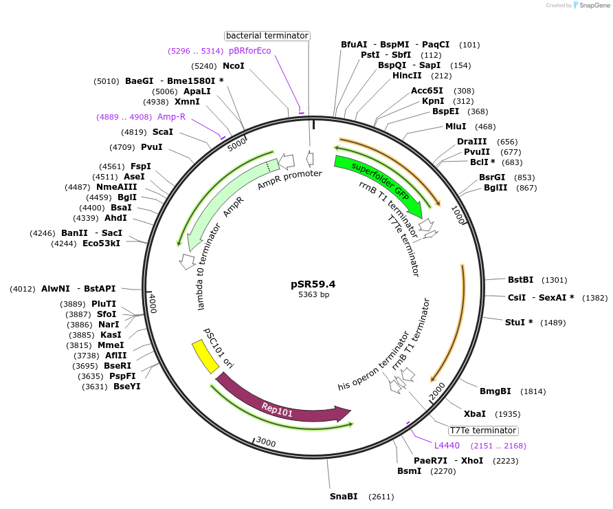 63175-plasmid-map-sequence-id-108023