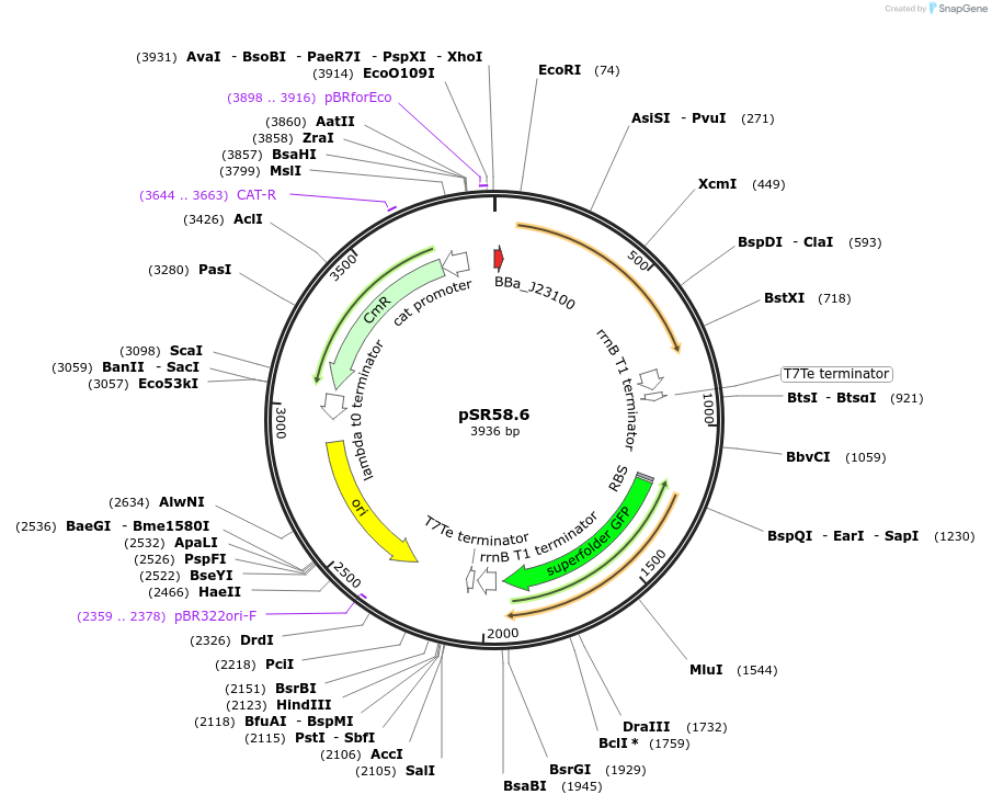 63176-plasmid-map-sequence-id-108027