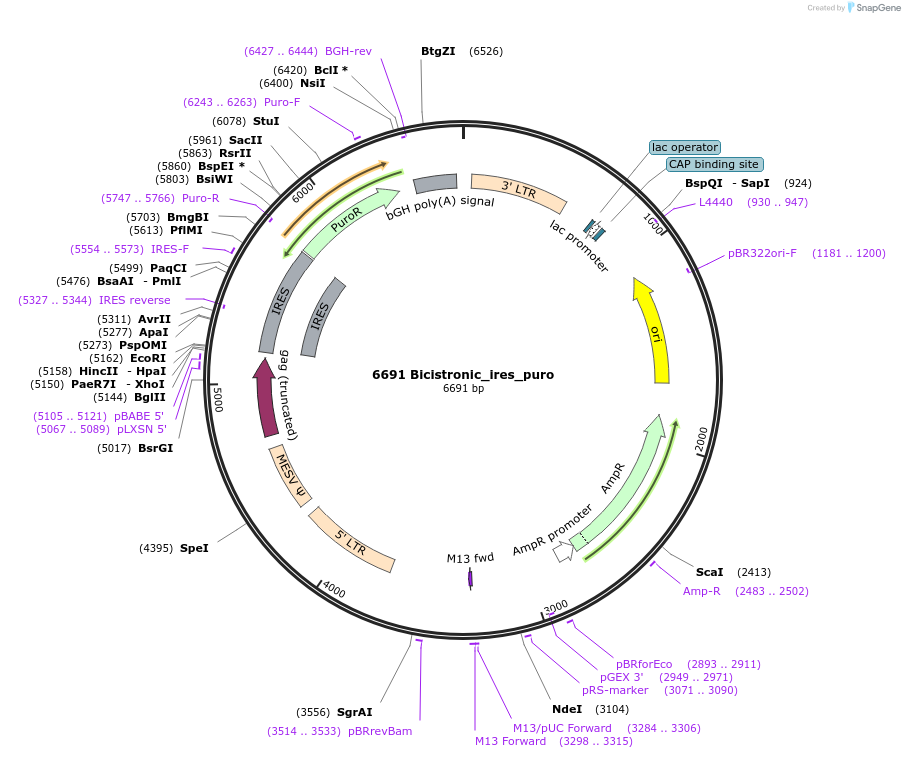 64335-plasmid-map-sequence-id-108056