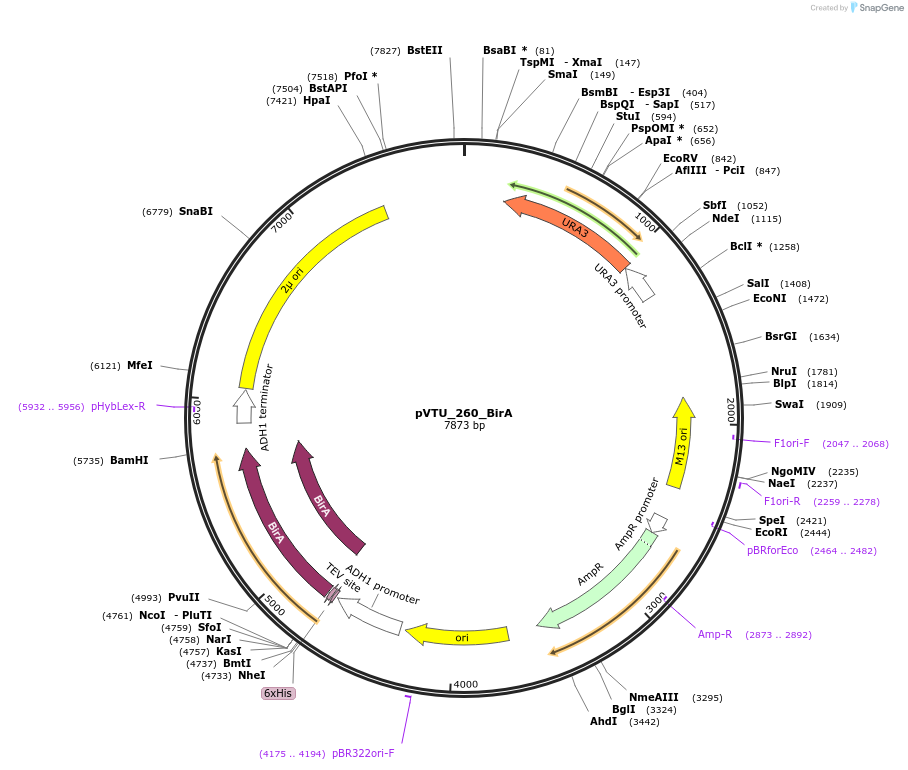 63682-plasmid-map-sequence-id-108128