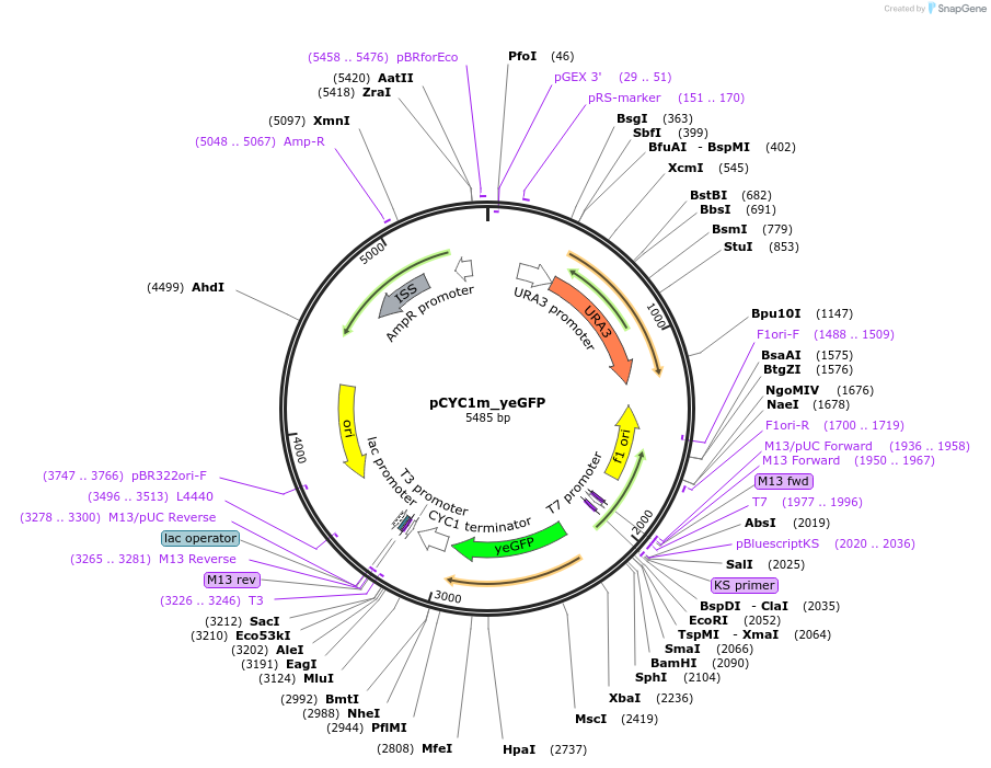 64389-plasmid-map-sequence-id-108130